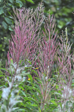 Melanie Heinrich Images - Alaska